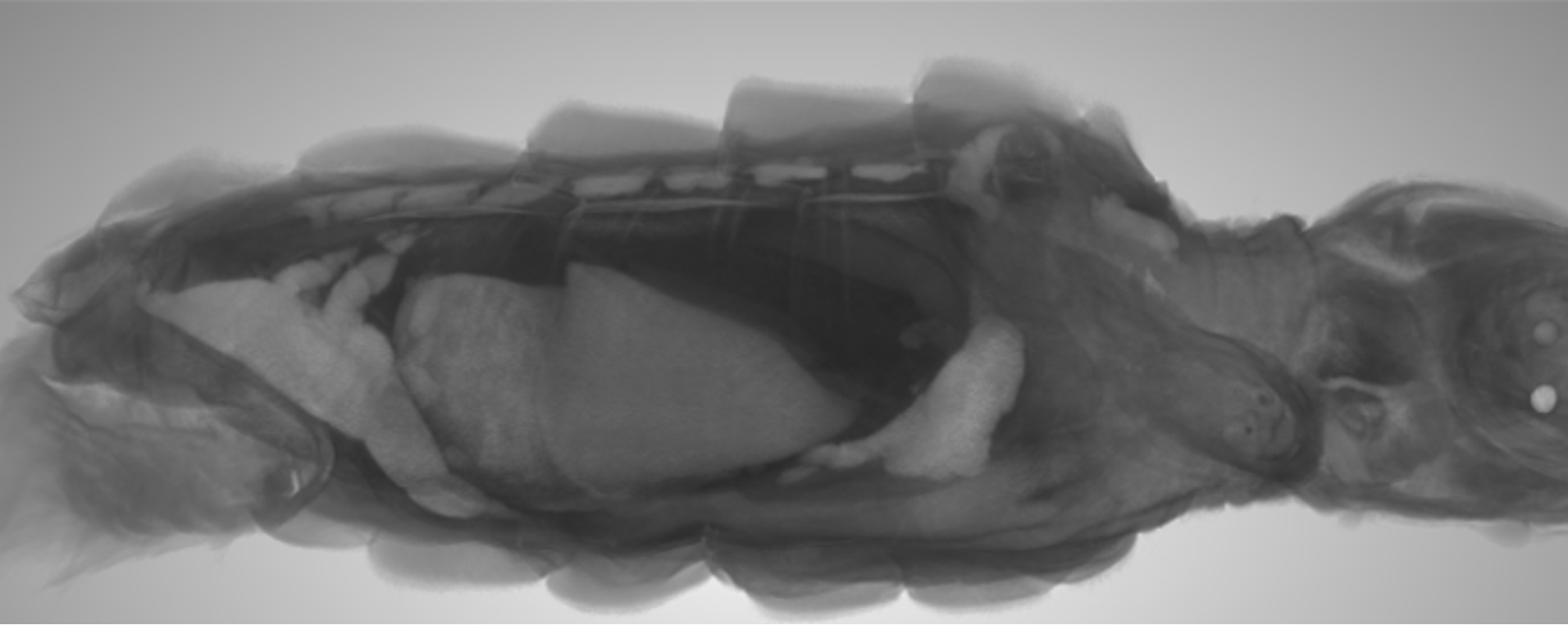 MicroCT scan of a loggerhead hatchling turtle