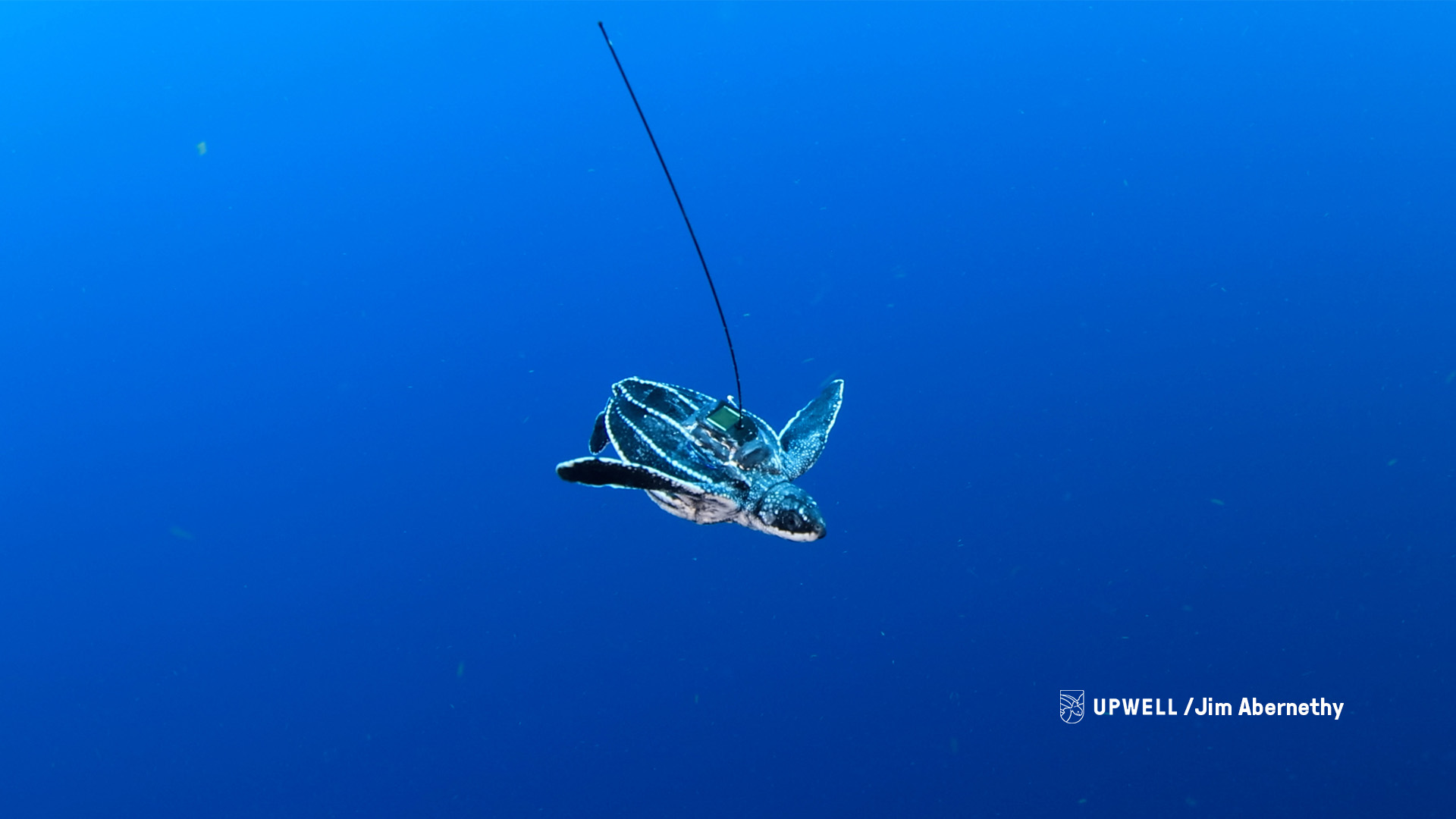 Underwater Tagged Leatherback - Upwell - Jim Abernethy
