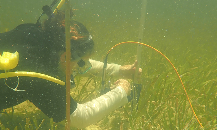  How Florida seagrasses are impacted by climate change: an interview with Dr. Marguerite Koch