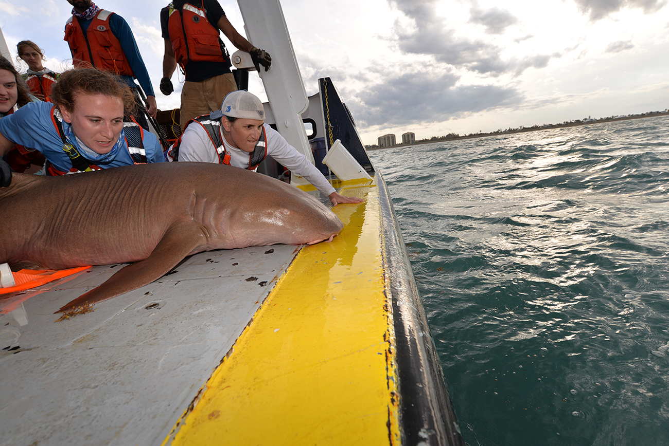 Nurse shark tagged and released back into the ocean