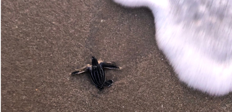 Finding the “sweet spot”: the impact of incubation temperature on leatherback hatchling development