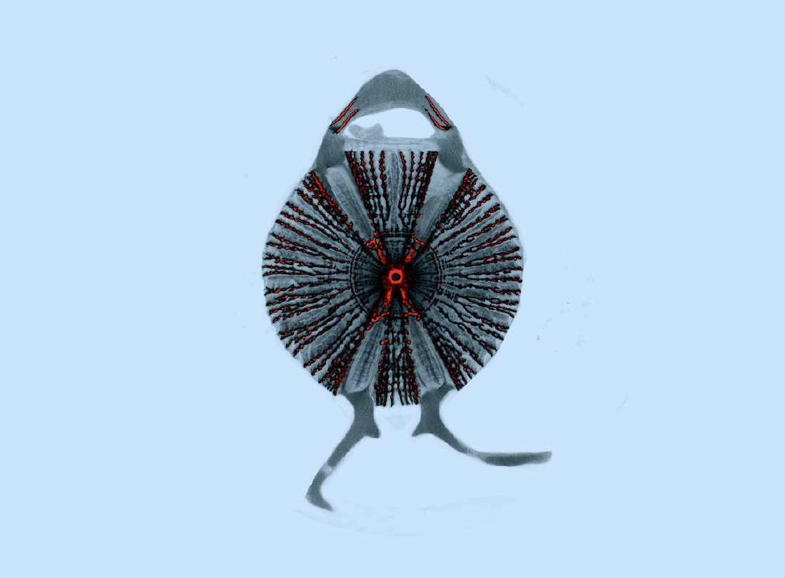 micro-CT image of a thresher shark vertebra by Jamie Knaub