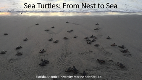 Sea Turtles: rom Nest to Sea - Nearpod