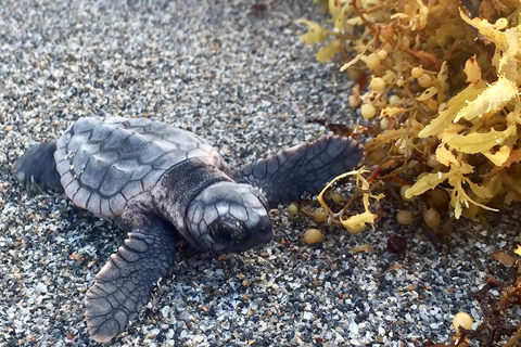 The turtles are coming…but so is the Sargassum!