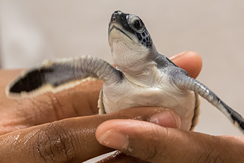 2022 Sea Turtle Season Comes to a Close (Part III)