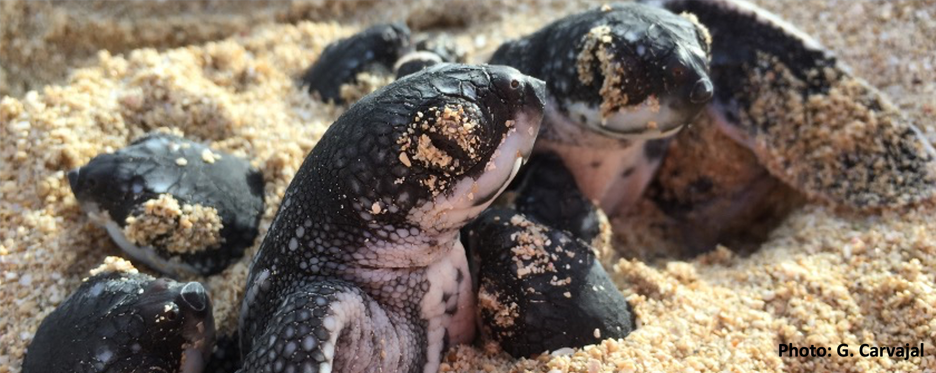 Leatherback Hatchlings in a Changing World
