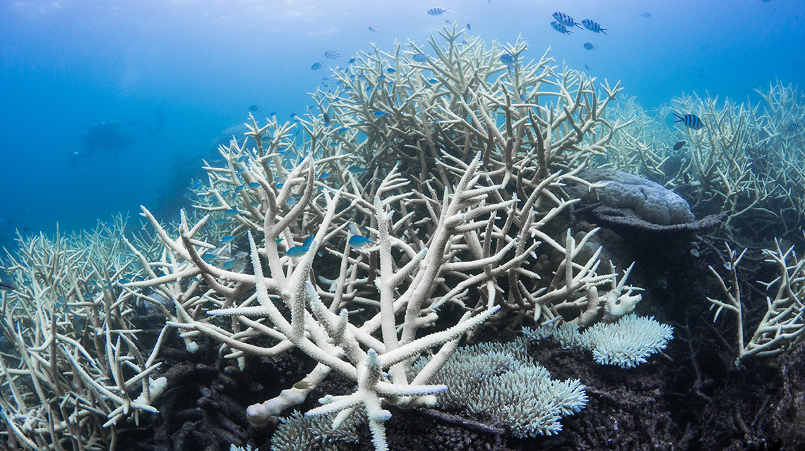 Underwater image Great Barrier Reef coral