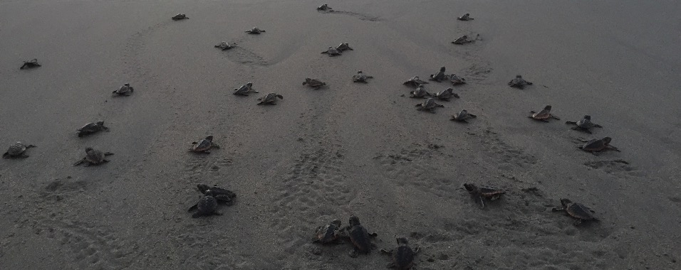 seafinding field hatchling marine turtles head toward the ocean
