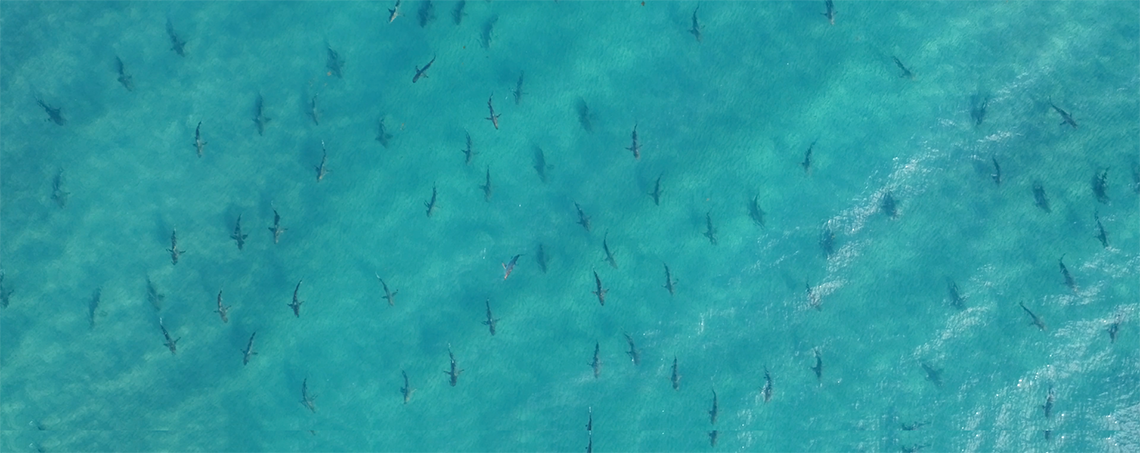 many sharks in the ocean as seen overhead