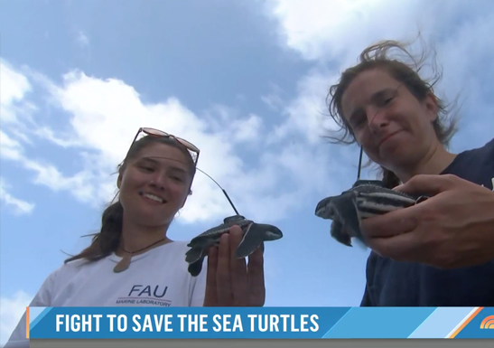 TODAY Show Features FAU Sea Turtle Release and Conservation Research
