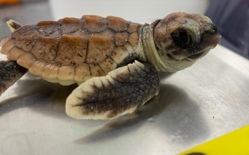 It’s Hatchling Season: Come see our turtles!