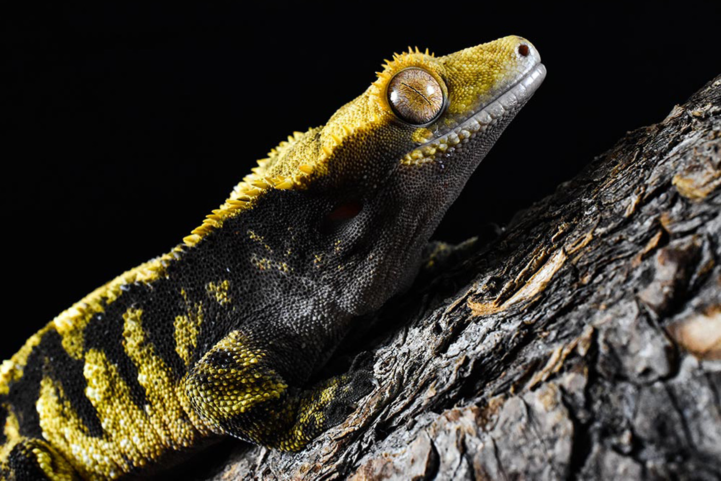 Crested Gecko on bark