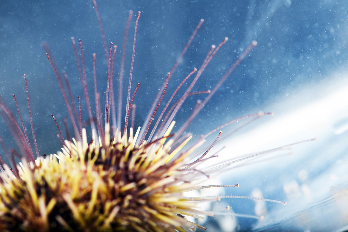 Green Sea Urchin Tubefeet
