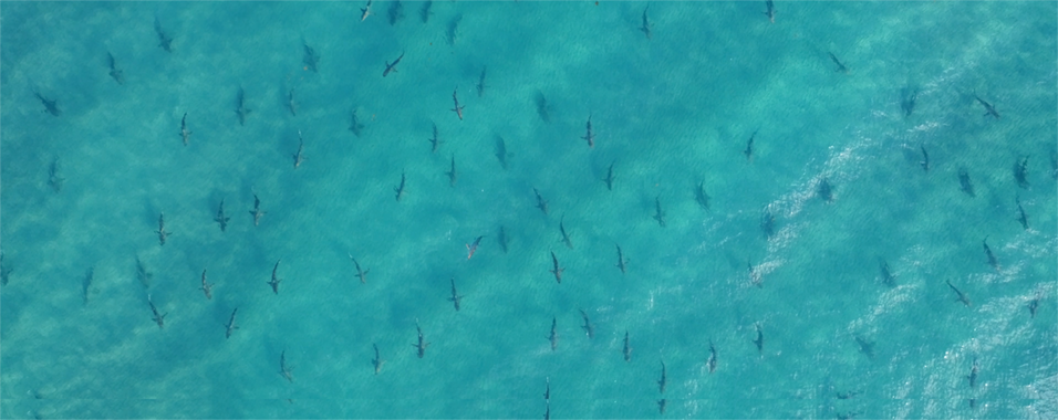 Blacktip sharks migrating through the ocean waters