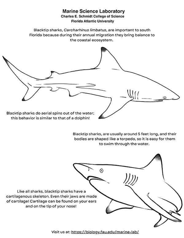 Migration Mayhem Coloring Sheet