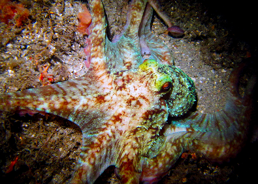 Caribbean Reef Octopus