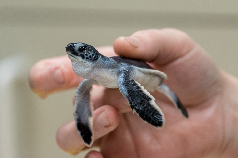 Turtle - photo by Jay Paredes