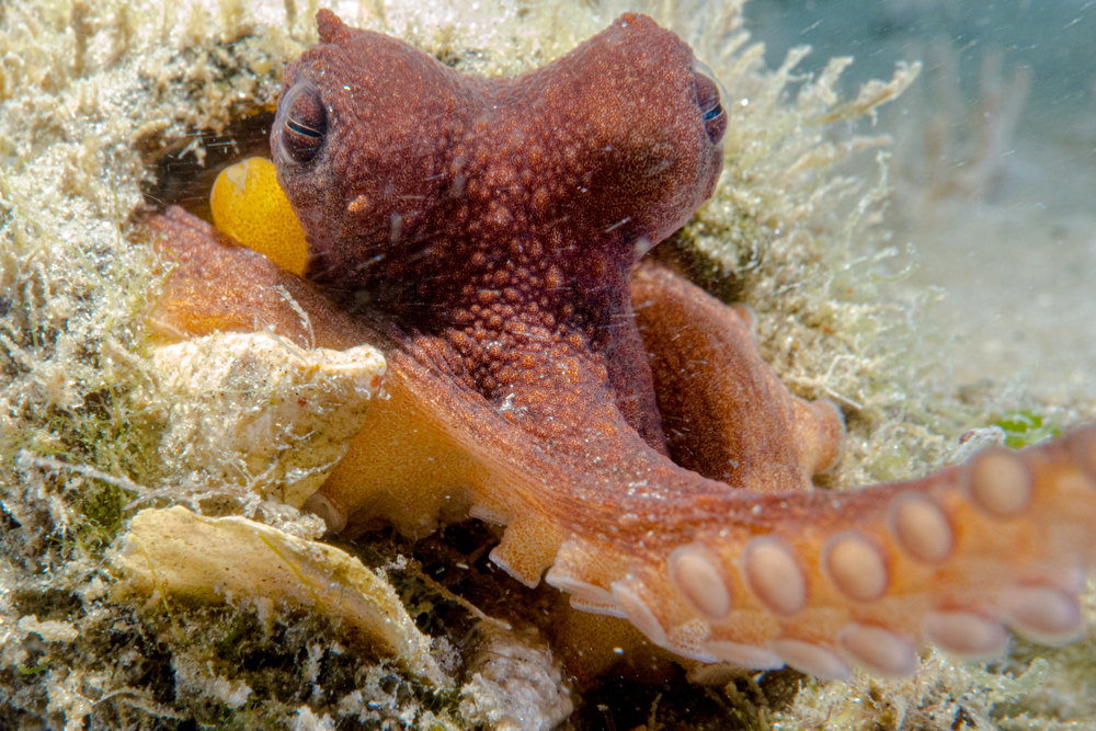 common octopus reaching arm