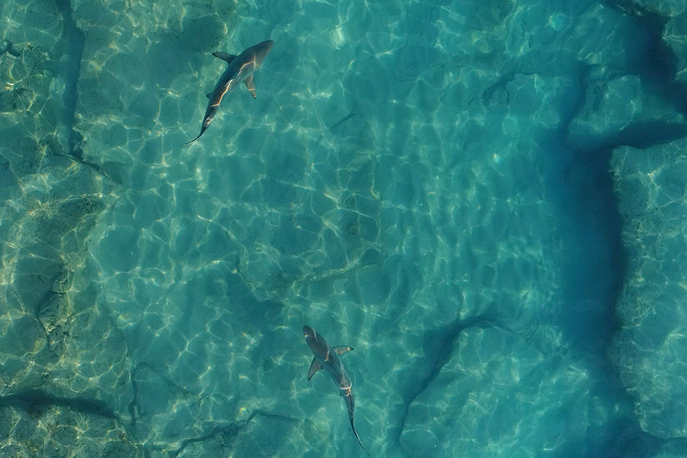 Drone photo of sharks