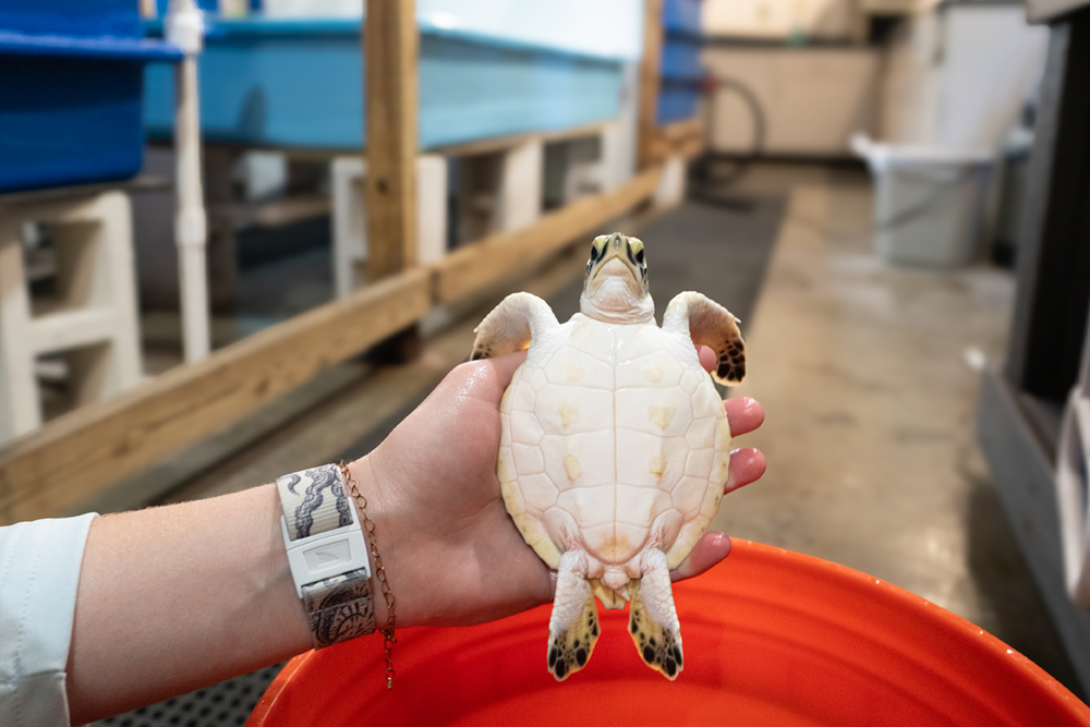 FAU Marine Lab - Dr Wyneken - Sea Turtle Hatchling Bath Day - Sea Turtle Conservation Photographer Marisa Marulli