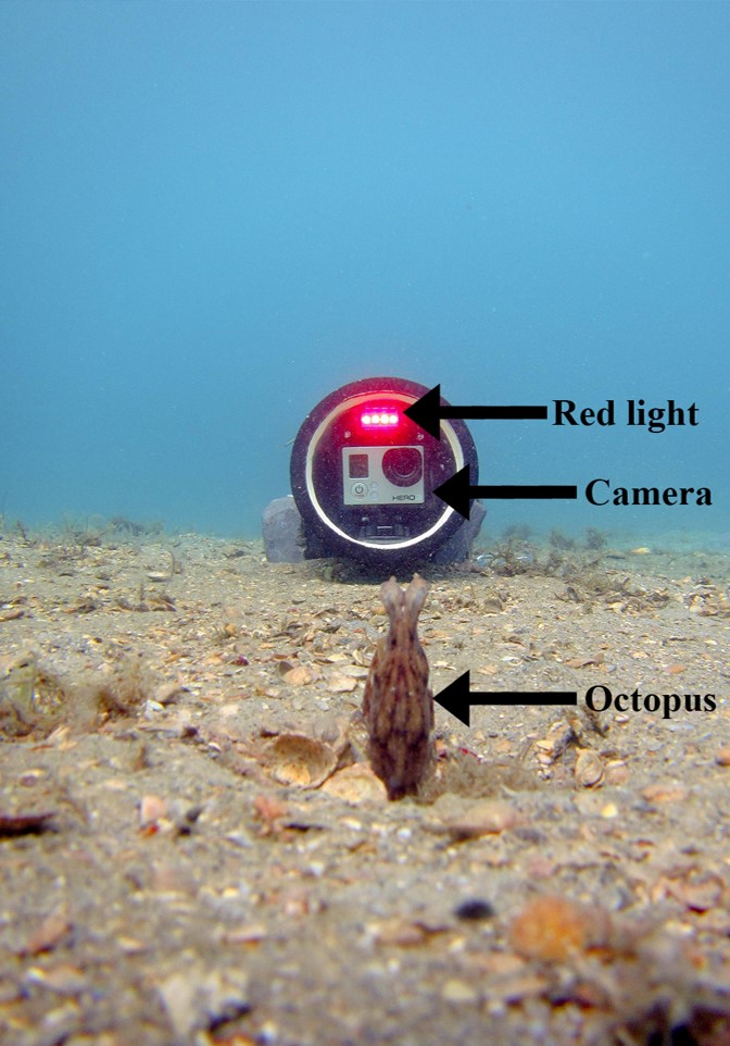 Camera and Octopus
