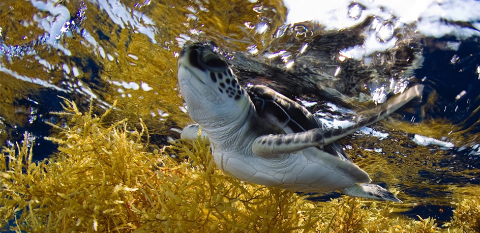 Green Turtle and Sargassum