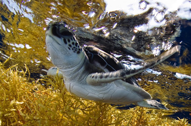 An ode to Archie: past questions, present answers