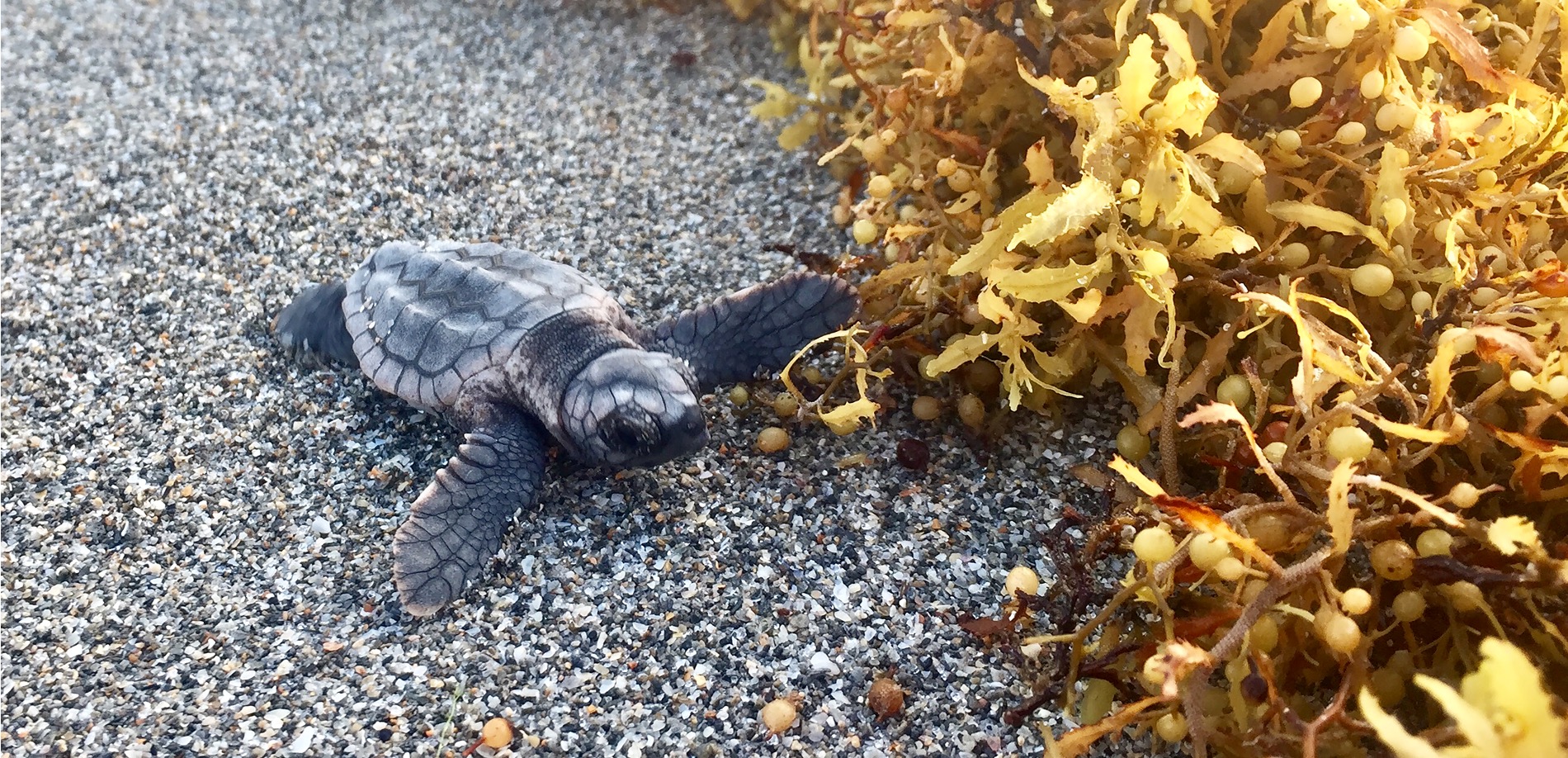 Michael Salmon - Sea Turtle Behavior