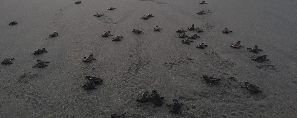 hatchling crawl sand only