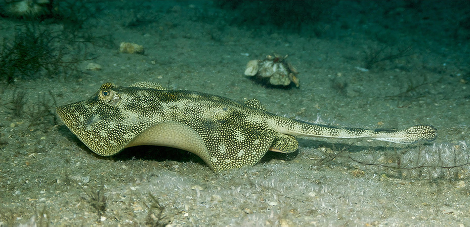 Creatures of the Reef: What are they thankful for?