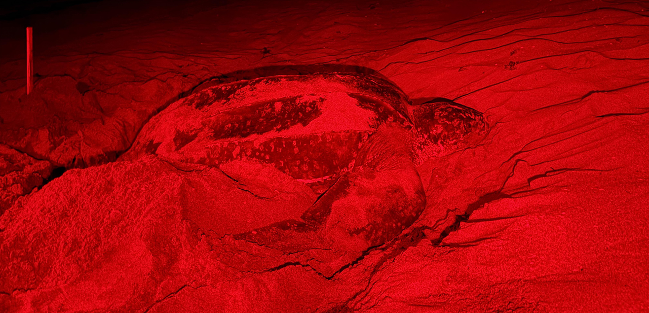 Shining a red light on leatherback night work