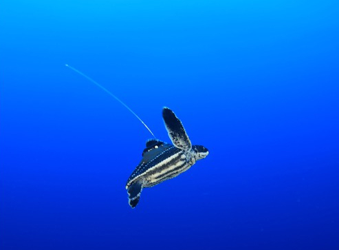 Leatherback hatchling with tag - Photo credit: Jim Abernethy
