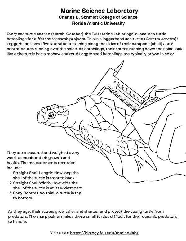 Loggerhead Sea Turtle Weigh and Measure Coloring Sheet