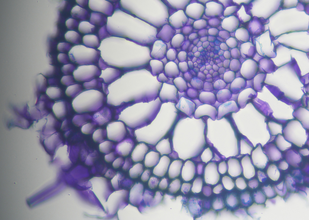 Alex Hoey poses with her honorable mention submission depicting the microscopic airspace tissues that supply seagrass roots with oxygen.