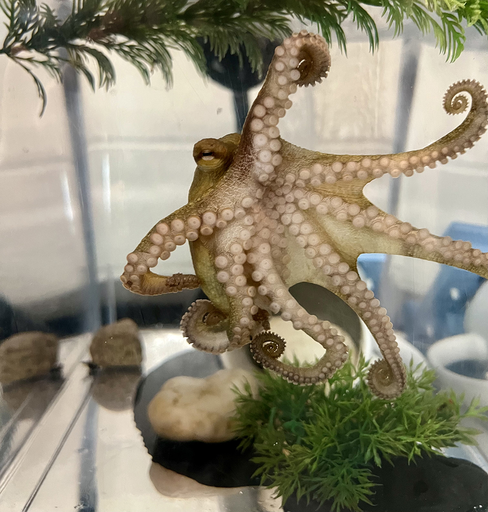 Circle: OctoGirl heads to the MBL as a Whitman Fellow