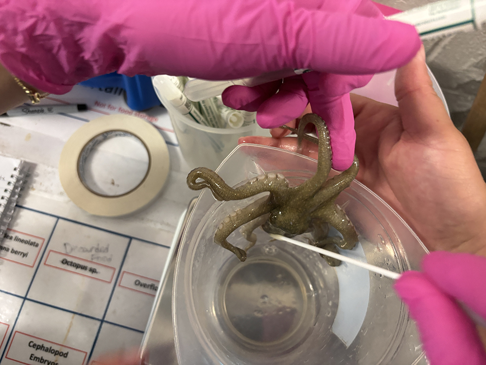 Circle: OctoGirl heads to the MBL as a Whitman Fellow