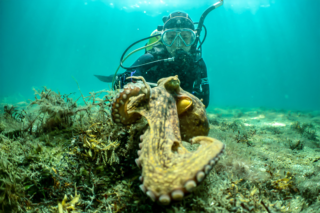 Underwater with octopus