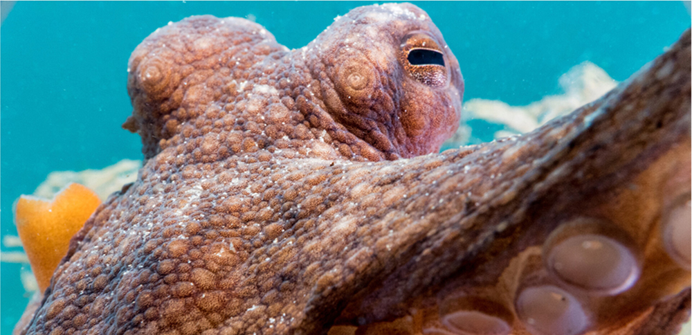 marinelab-cephie-header.jpg (1000×484)