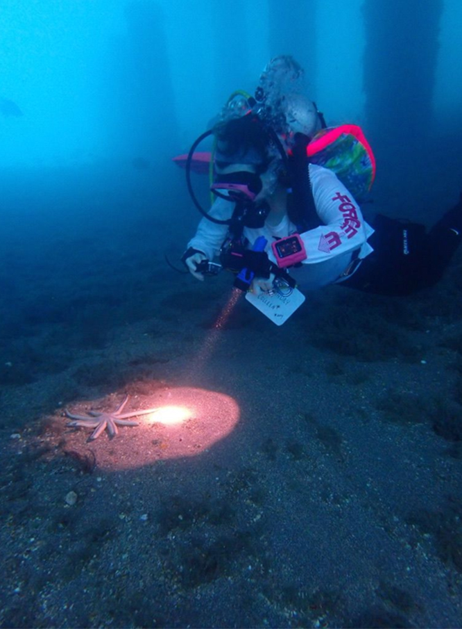 FAU Ph.D. student Colleen Hecker in field with a 9-arm sea star.