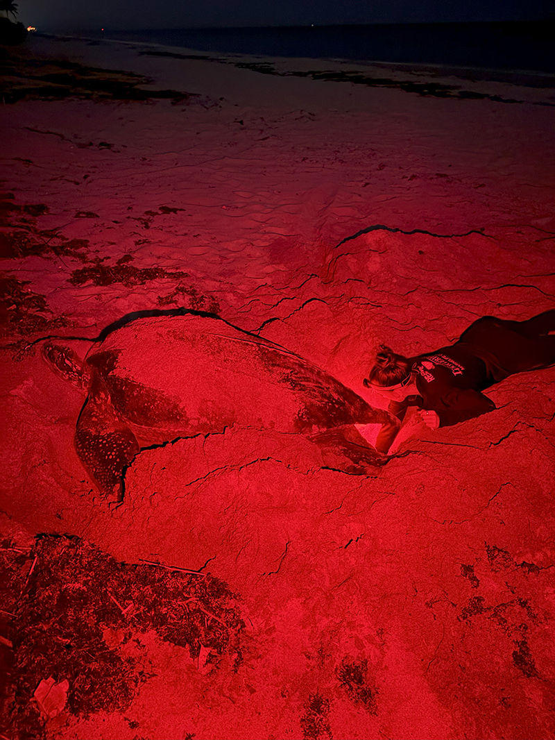 Master’s student Elizabeth Schultheis collects a small sample of sand from the egg chamber of a nesting leatherback.