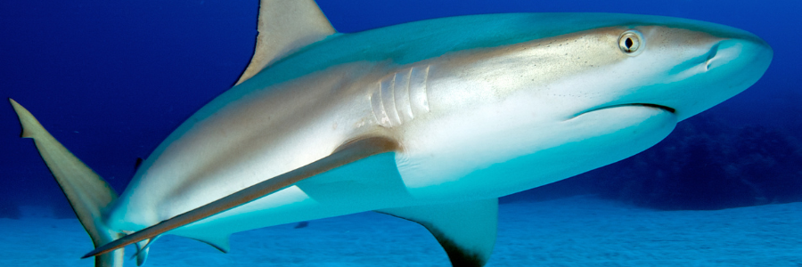 marinelab Dr. Wyneken