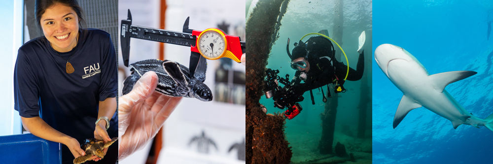 Marine Lab header