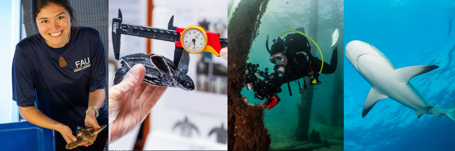 Marine Lab header