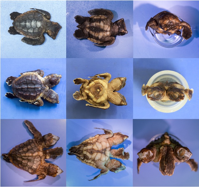 Left to right: a dorsal, ventral, and frontal view of bifacial loggerhead hatchlings (top row) and bicephalic loggerhead hatchlings (bottom 2 rows; modified from Ingle et al., 2021)