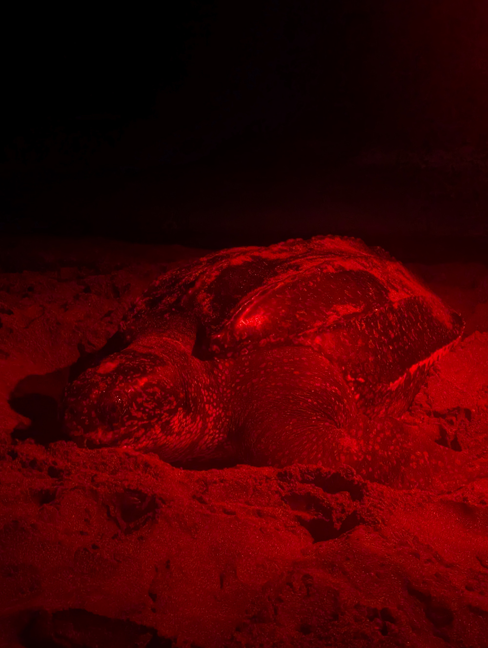 Lleatherback front