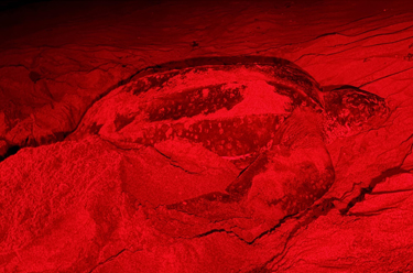 Shining a red light on leatherback night work