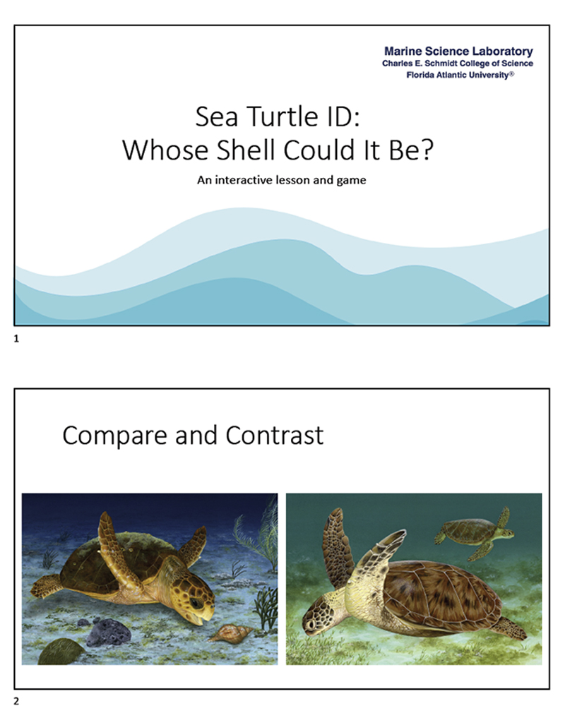Sea Turtle ID: Whose Shell Could it Be? An Interactive Lesson and Game (slide show edition)