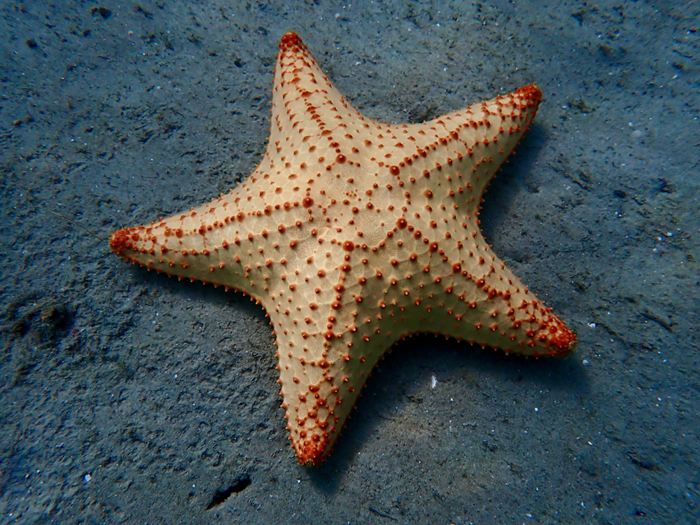 Healthy red cushion sea star. Photo credit: Miranda Manross