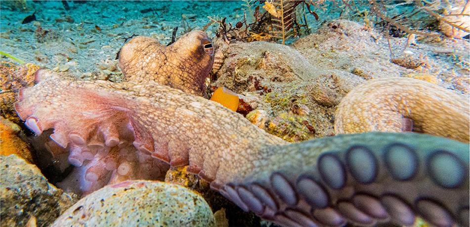Octopus