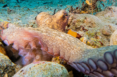 The ultimate multi-taskers: how octopuses use their 8 arms